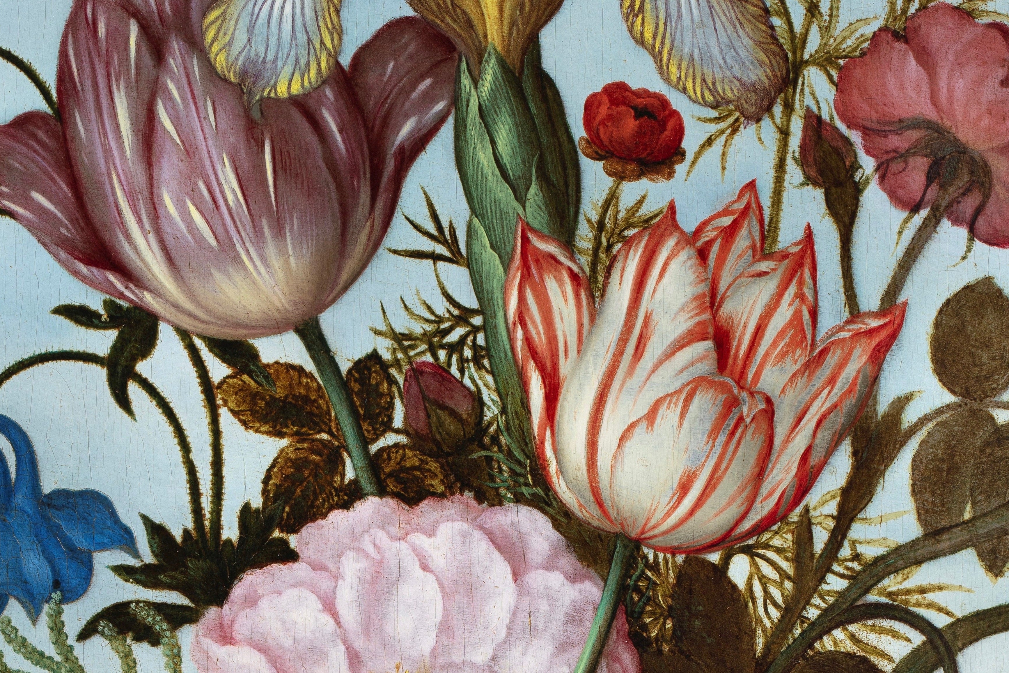 Rosa di Roma